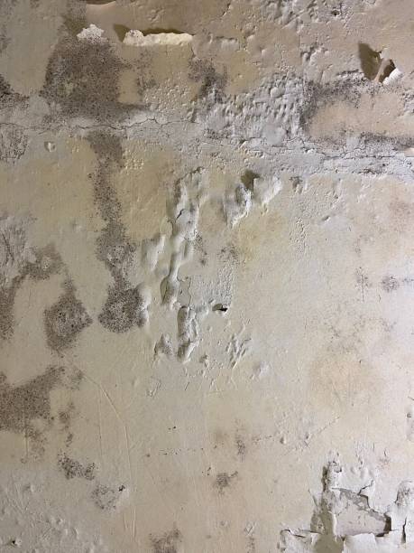 Best Crawl Space Mold Remediation in Lomita, CA