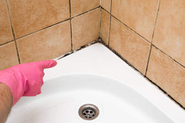 Best Commercial Mold Remediation in Lomita, CA